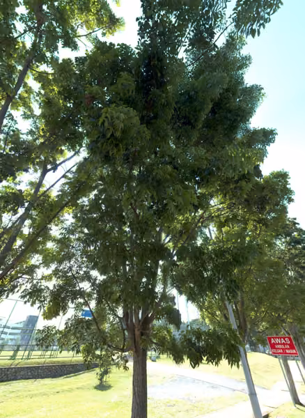 tree photo