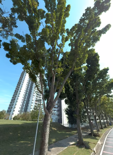 tree photo