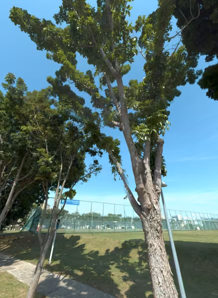 tree photo