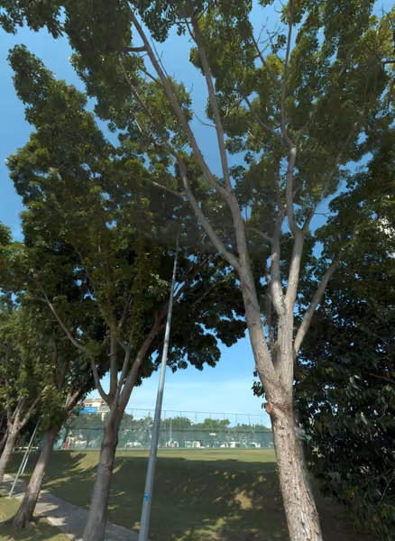 tree photo