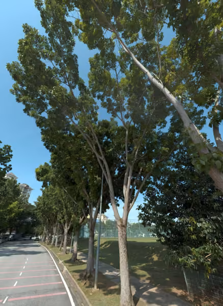 tree photo