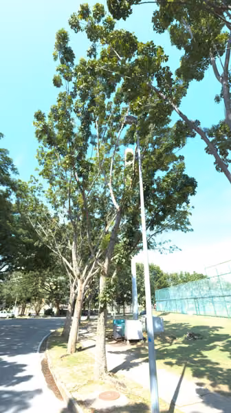 tree photo