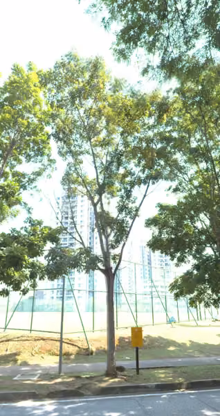 tree photo