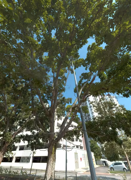 tree photo