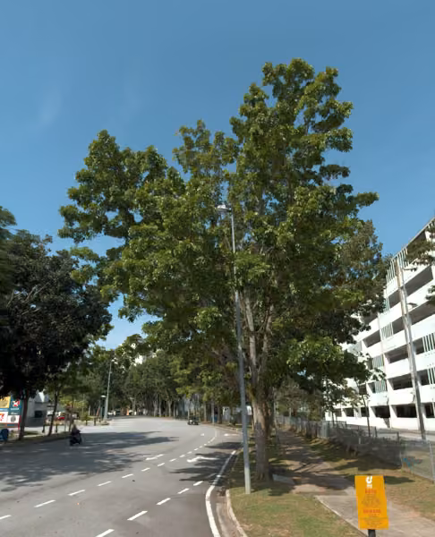 tree photo