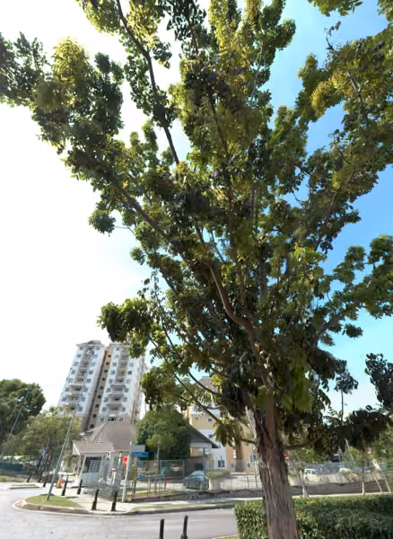 tree photo
