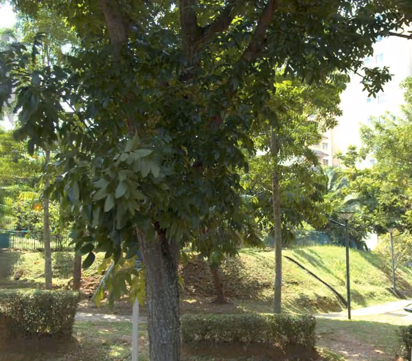 tree photo