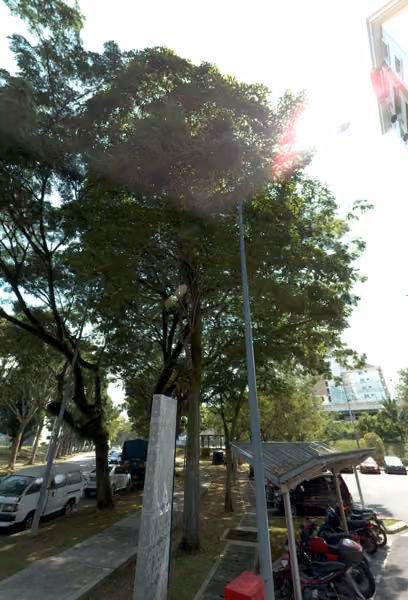 tree photo