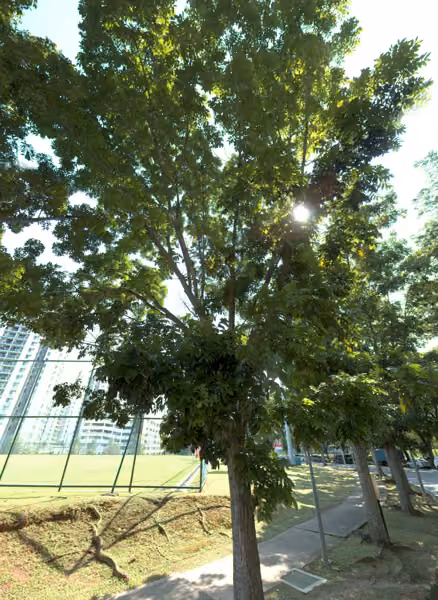 tree photo