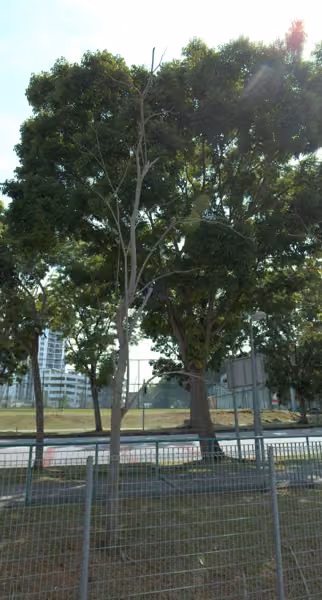tree photo