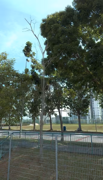 tree photo