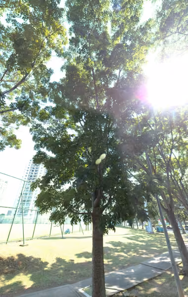tree photo