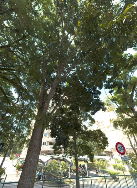 tree photo