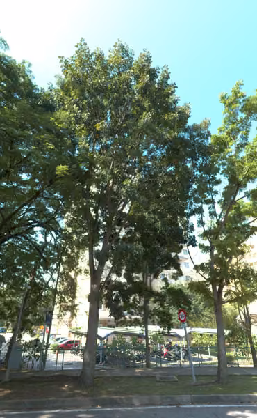 tree photo