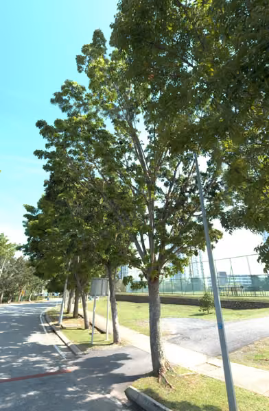 tree photo