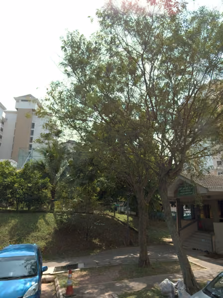 tree photo