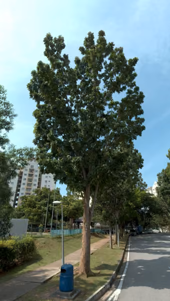 tree photo