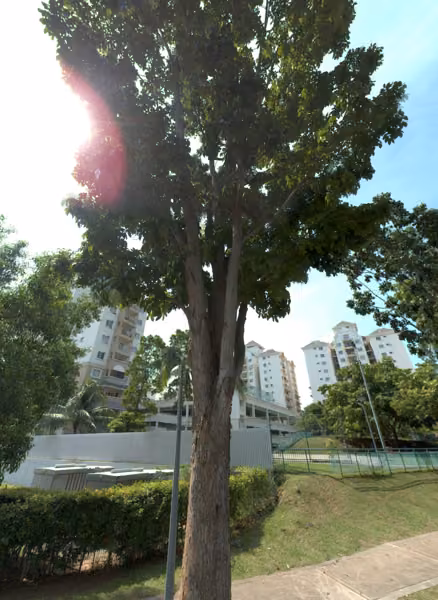 tree photo