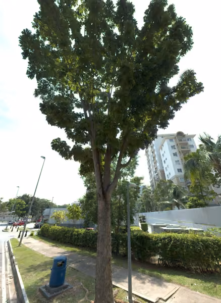 tree photo