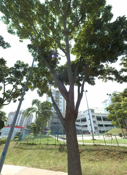 tree photo