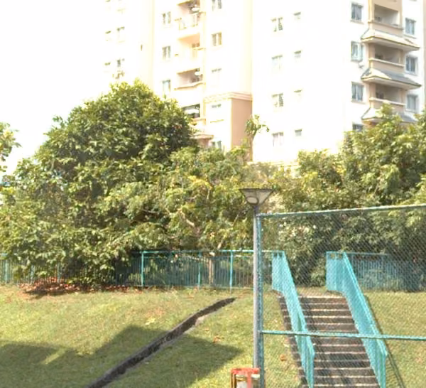 tree photo