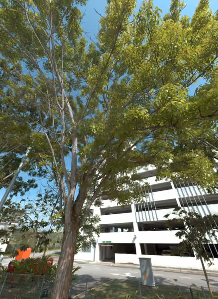 tree photo