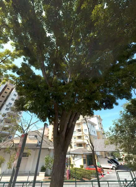 tree photo
