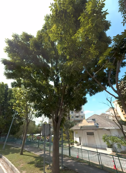 tree photo