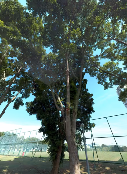 tree photo