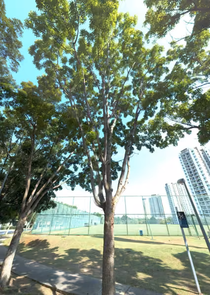 tree photo