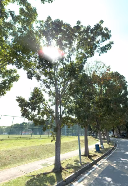 tree photo