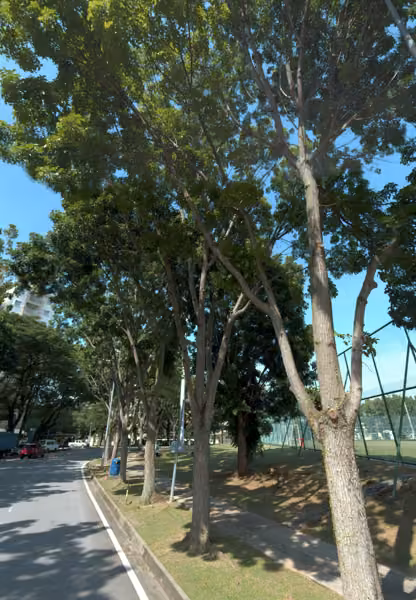 tree photo