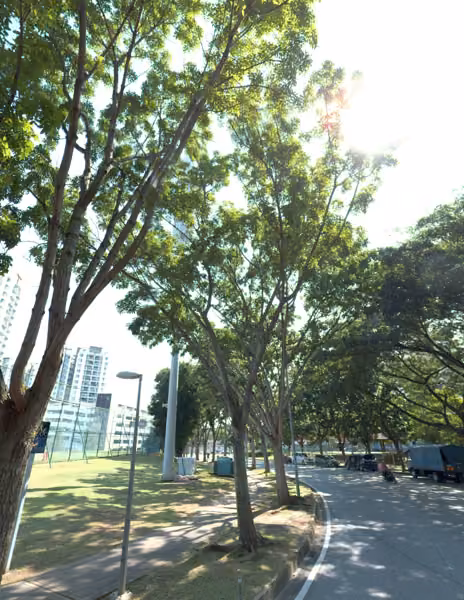 tree photo