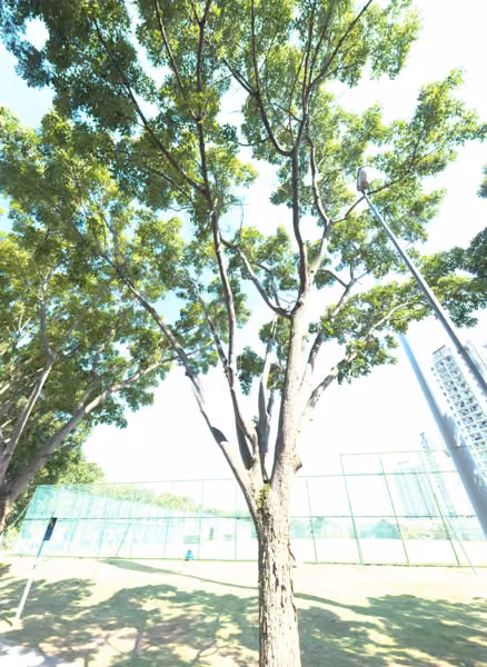 tree photo