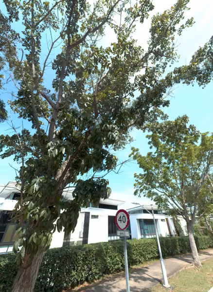 tree photo