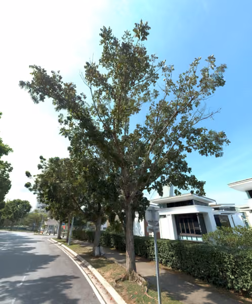 tree photo