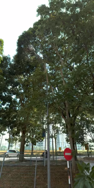 tree photo