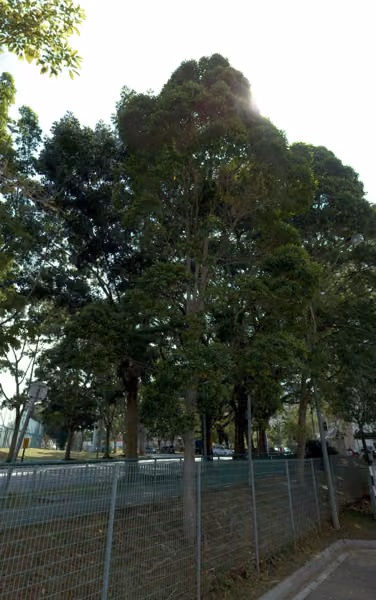 tree photo