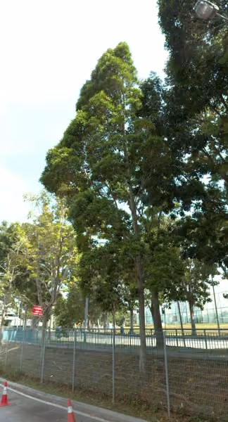 tree photo