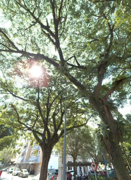tree photo