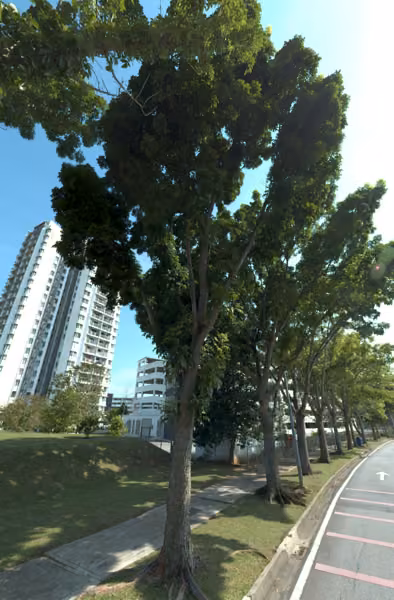 tree photo