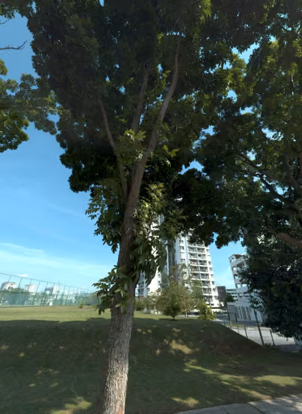 tree photo