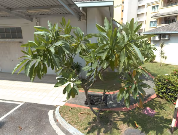 tree photo