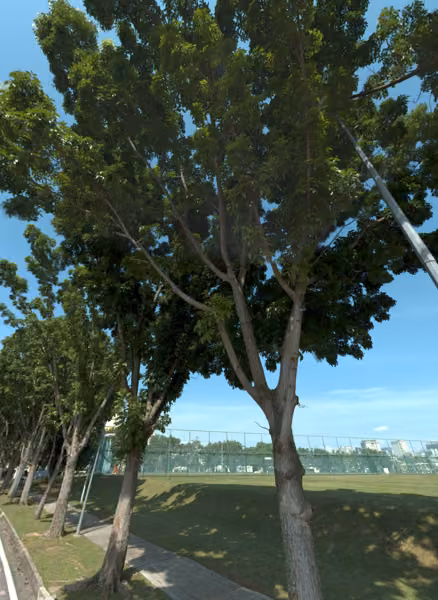 tree photo