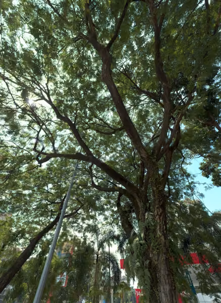 tree photo