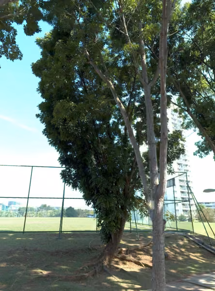 tree photo