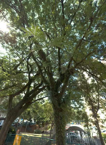tree photo