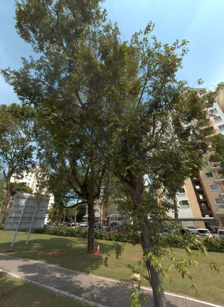 tree photo