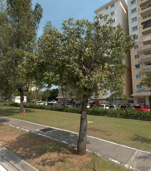 tree photo