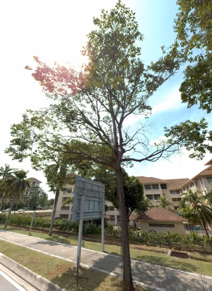 tree photo